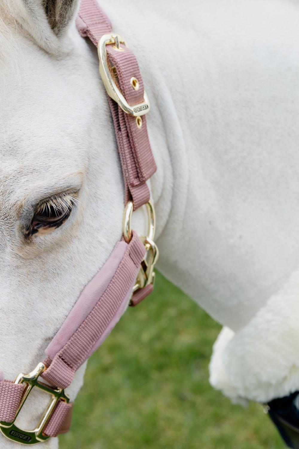 Velvet Halfter alt rosa shetlad pony 4/7
