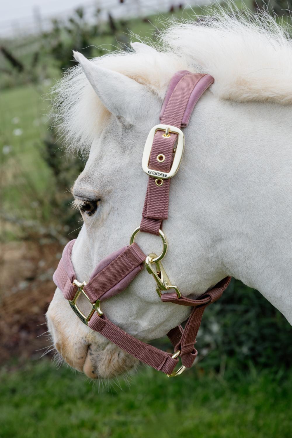 Velvet Halfter alt rosa shetlad pony 3/7