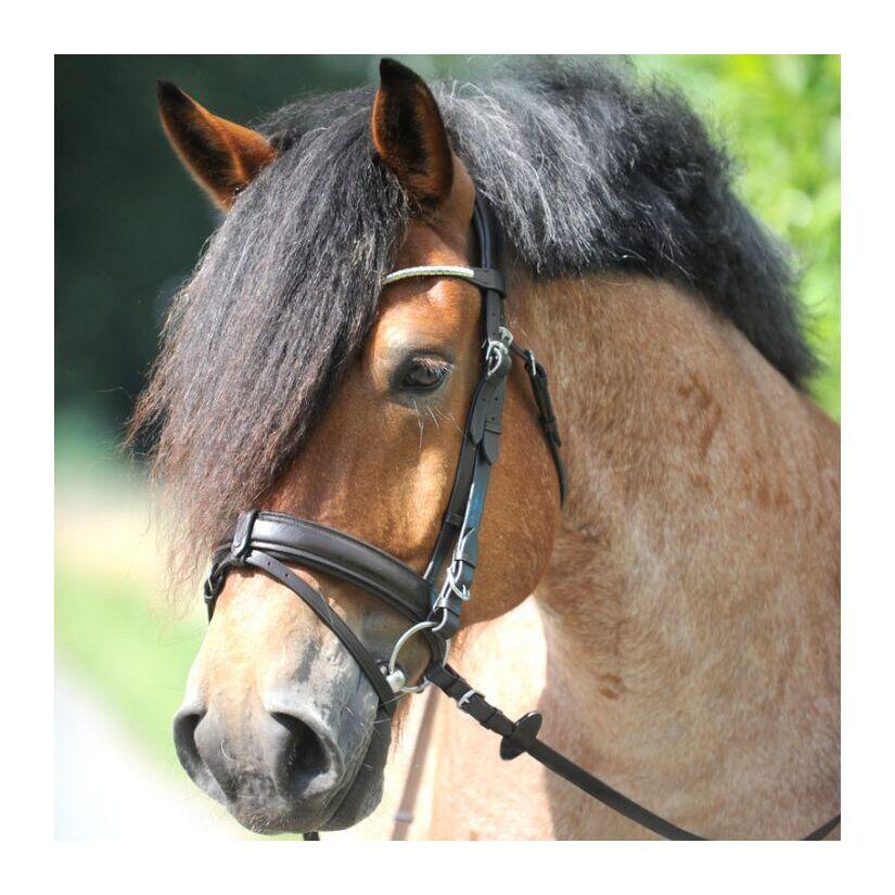 Bridas de equitación Kavalkade Clinchesse 3/3