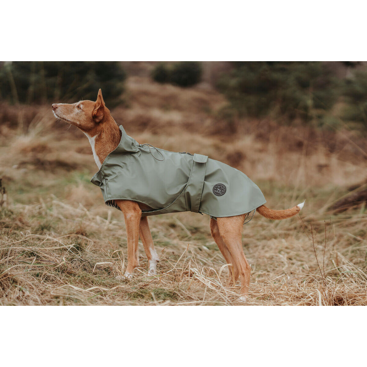 Abrigo para Perro Hunter Milford Verde 5/5