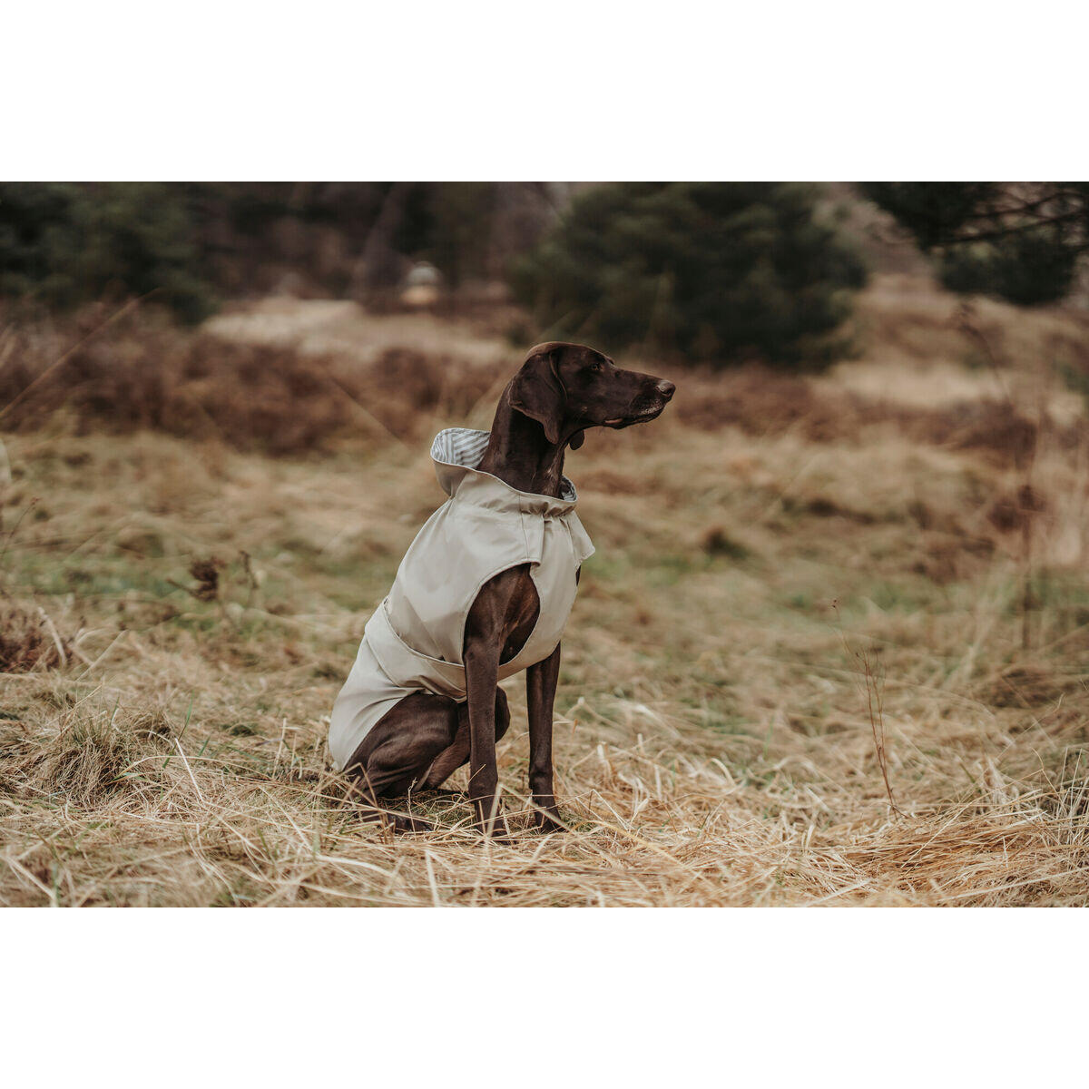 Manteau pour Chien Hunter Milford Beige 5/5