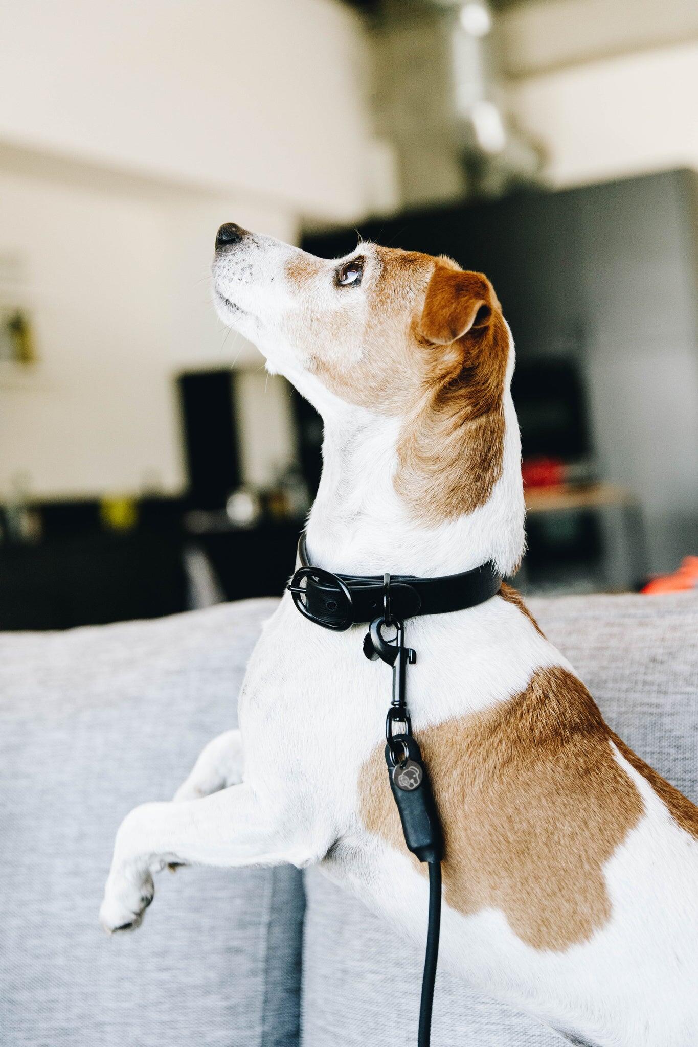Gummihalsband für Hunde Kentucky 3/5