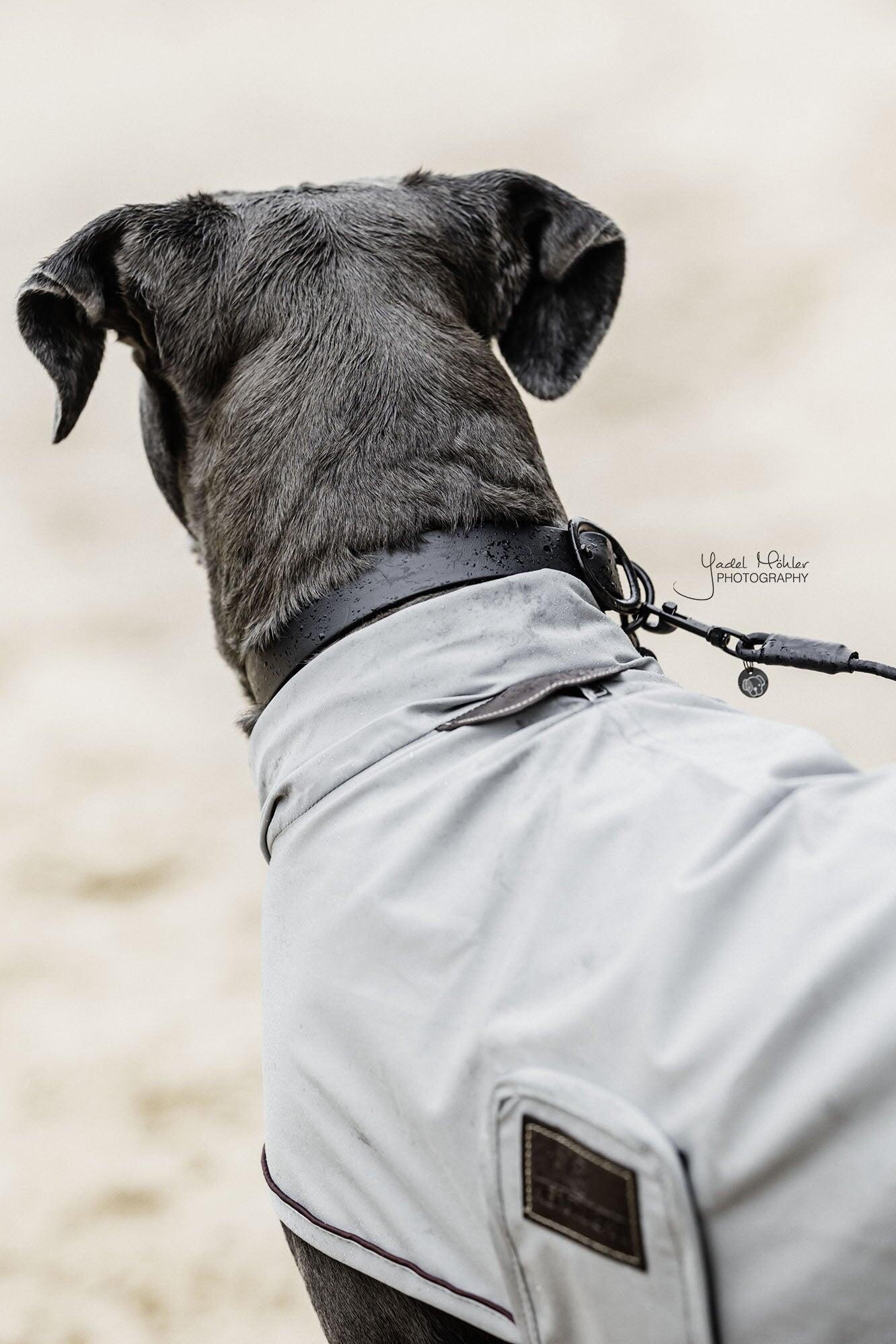Gummihalsband für Hunde Kentucky 4/5