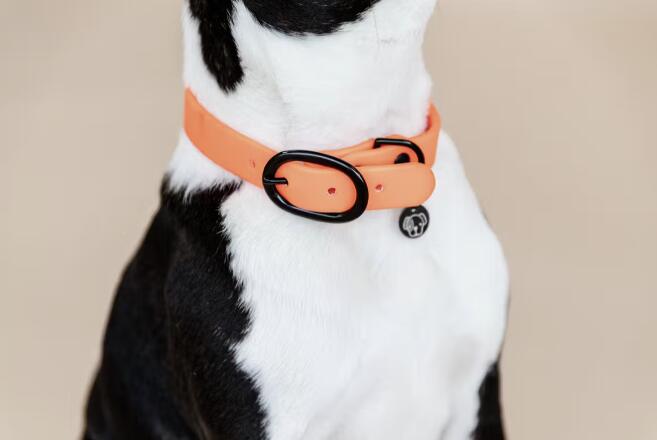 KENTUCKY HORSEWEAR Collare per cane in gomma Kentucky