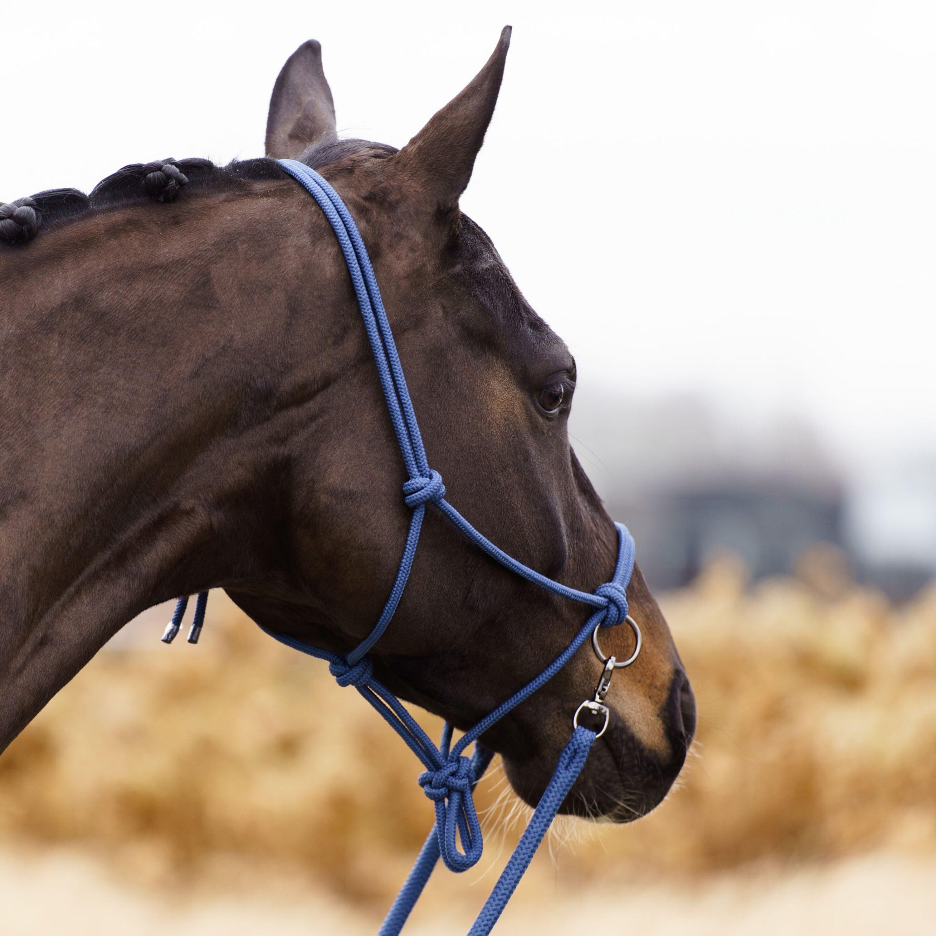 Licol éthologique pour cheval Imperial Riding Ambient 3/5