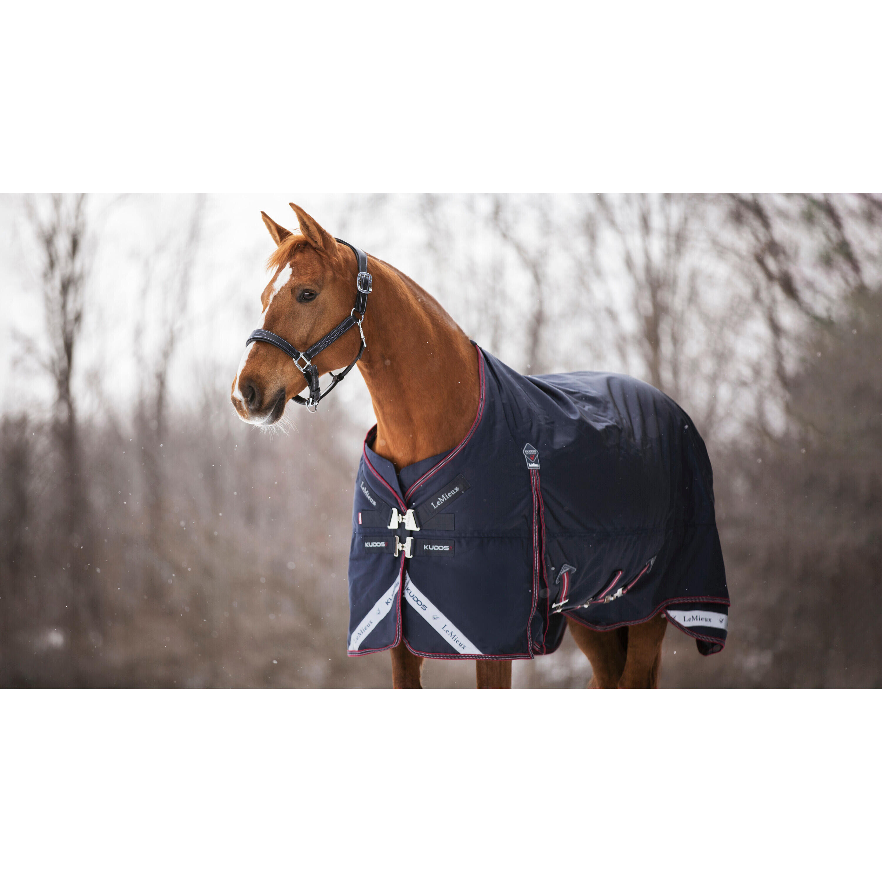 Outdoor paardendeken LeMieux Kudos 350g 2/7