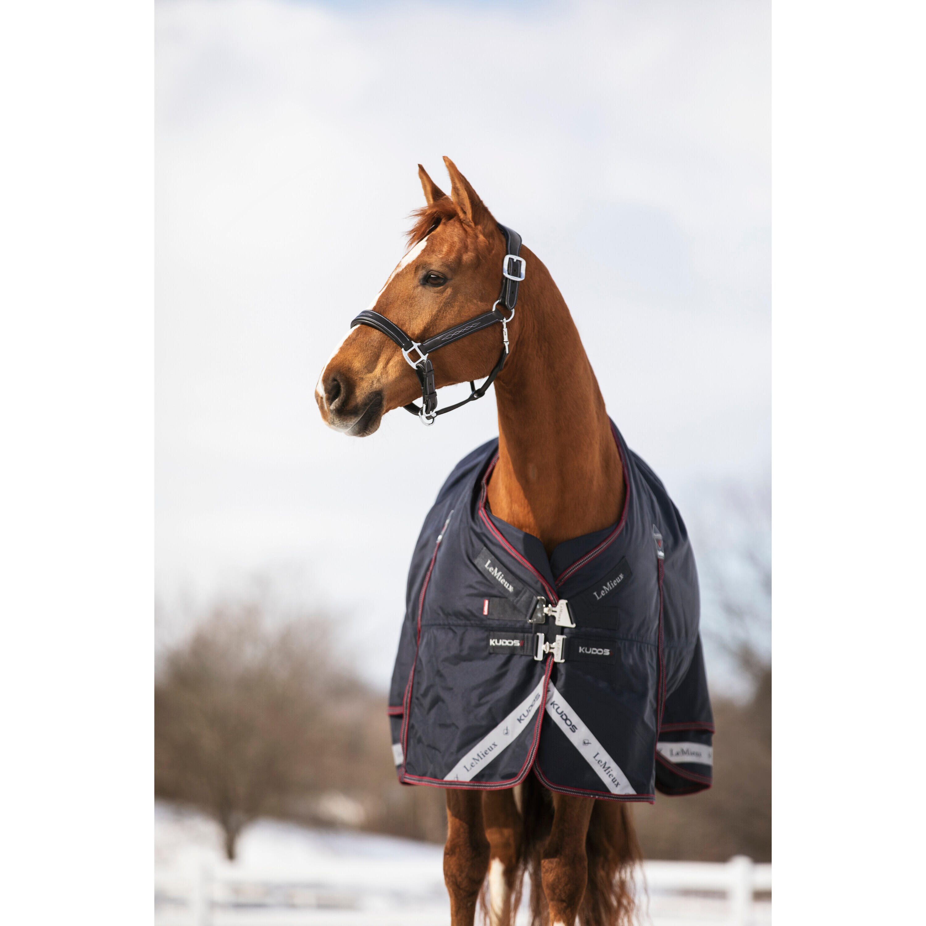 Outdoor paardendeken LeMieux Kudos 350g 4/7