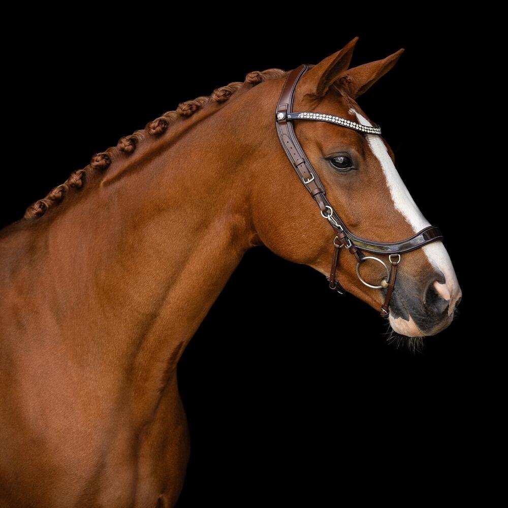Bridón de equitación anatómico para caballo Presteq FaySport Shine 4/4