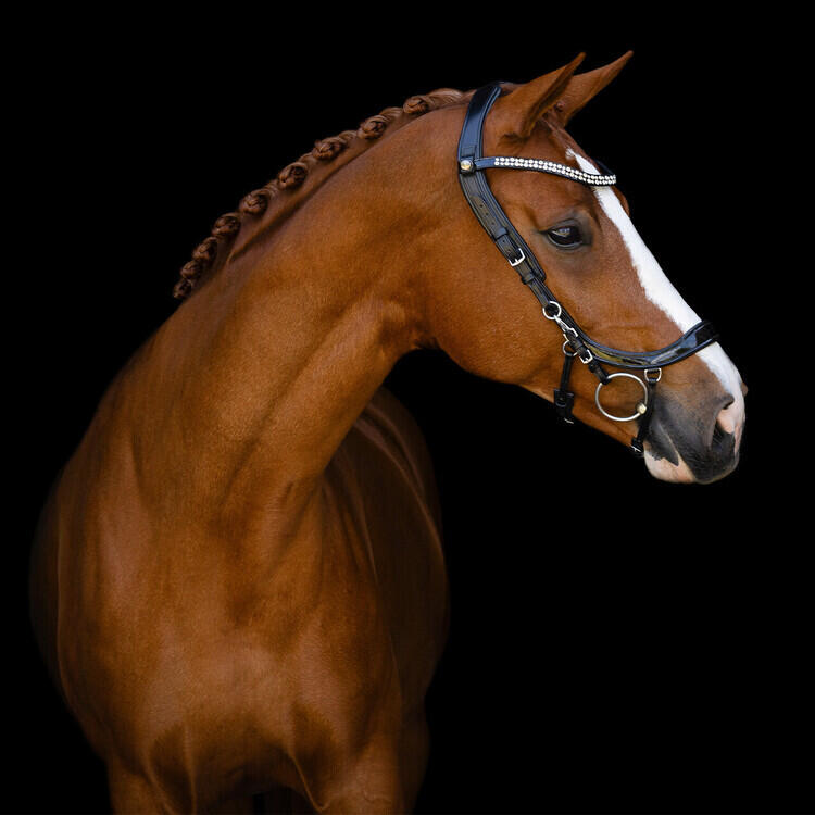 Bridón de equitación anatómico para caballo Presteq FaySport Shine 4/4