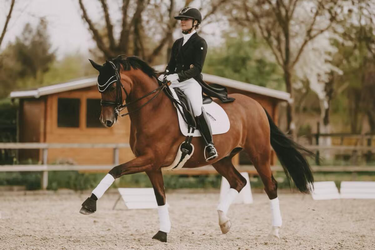 Sottopancia corto da equitazione per pecore Kentucky 4/5