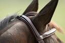 Hfi Comfort Hoofdstel Bruin - 4/6