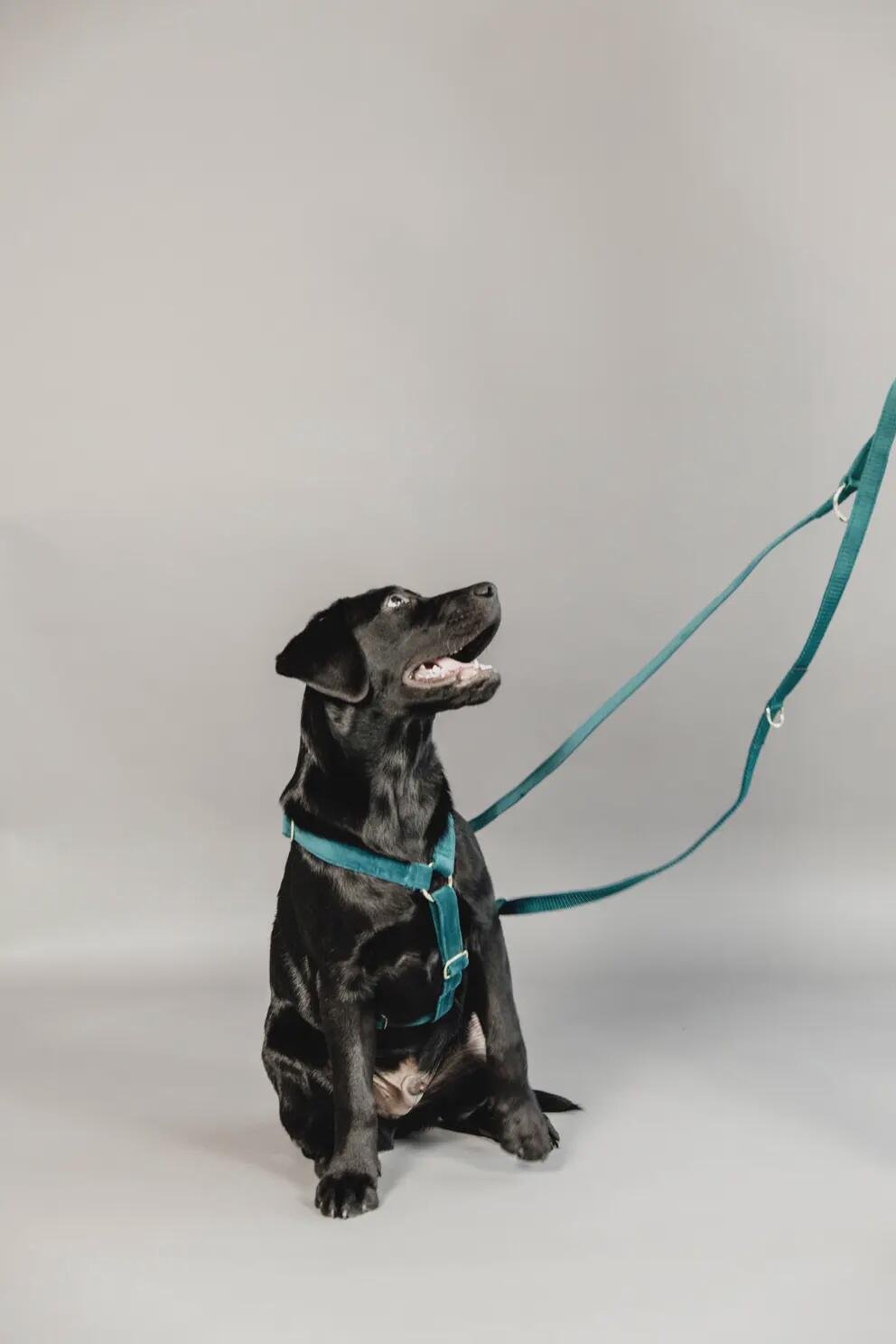 Guinzaglio per cane Kentucky Velvet 200 cm 3/7