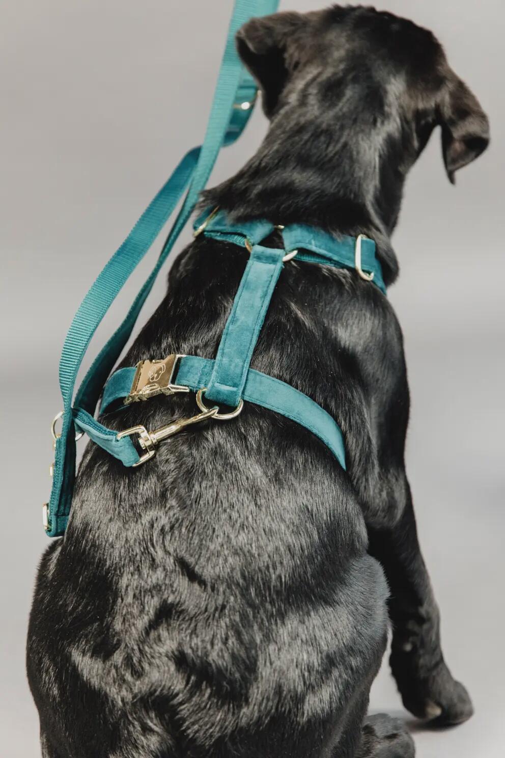 Guinzaglio per cane Kentucky Velvet 200 cm 2/7