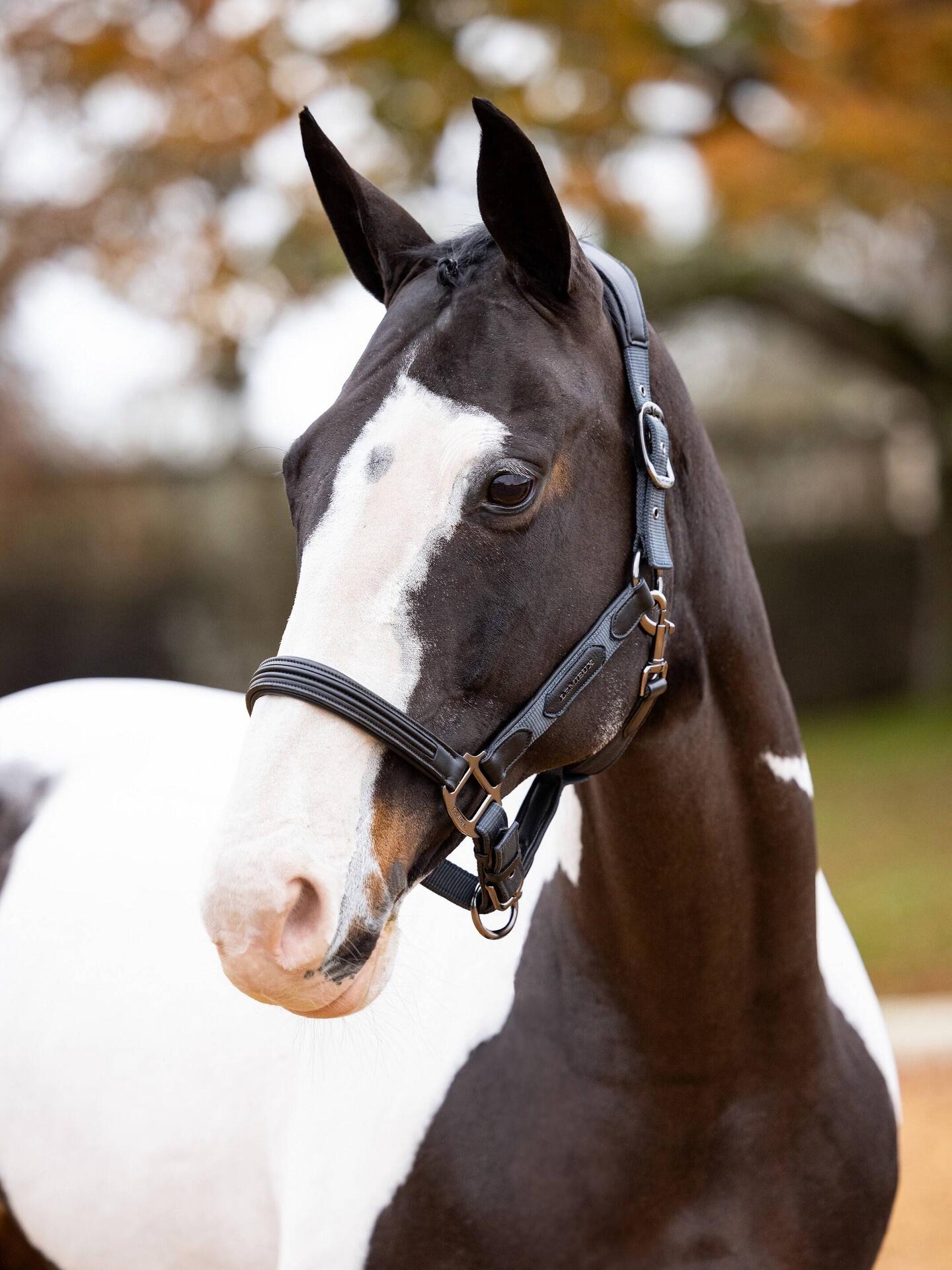 Licol pour cheval LeMieux Capella 4/4