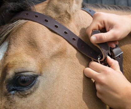 Collier pour cheval Weaver Miracle 7/7