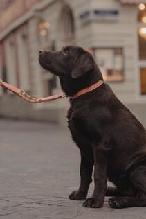 Kentucky Hondenhalsband Zacht Vegan Leder Roze 5/7