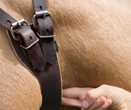 Collier pour cheval Weaver Miracle 6/7