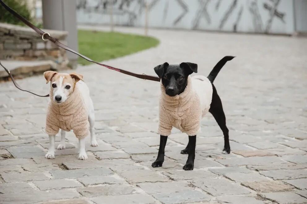 Kentucky Dog pull Teddy Fleece 4/6