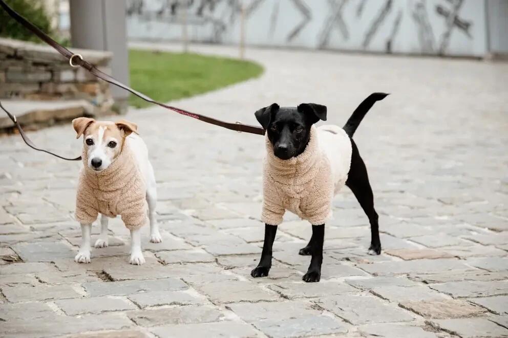 Kentucky Dog pull Teddy Fleece 5/6