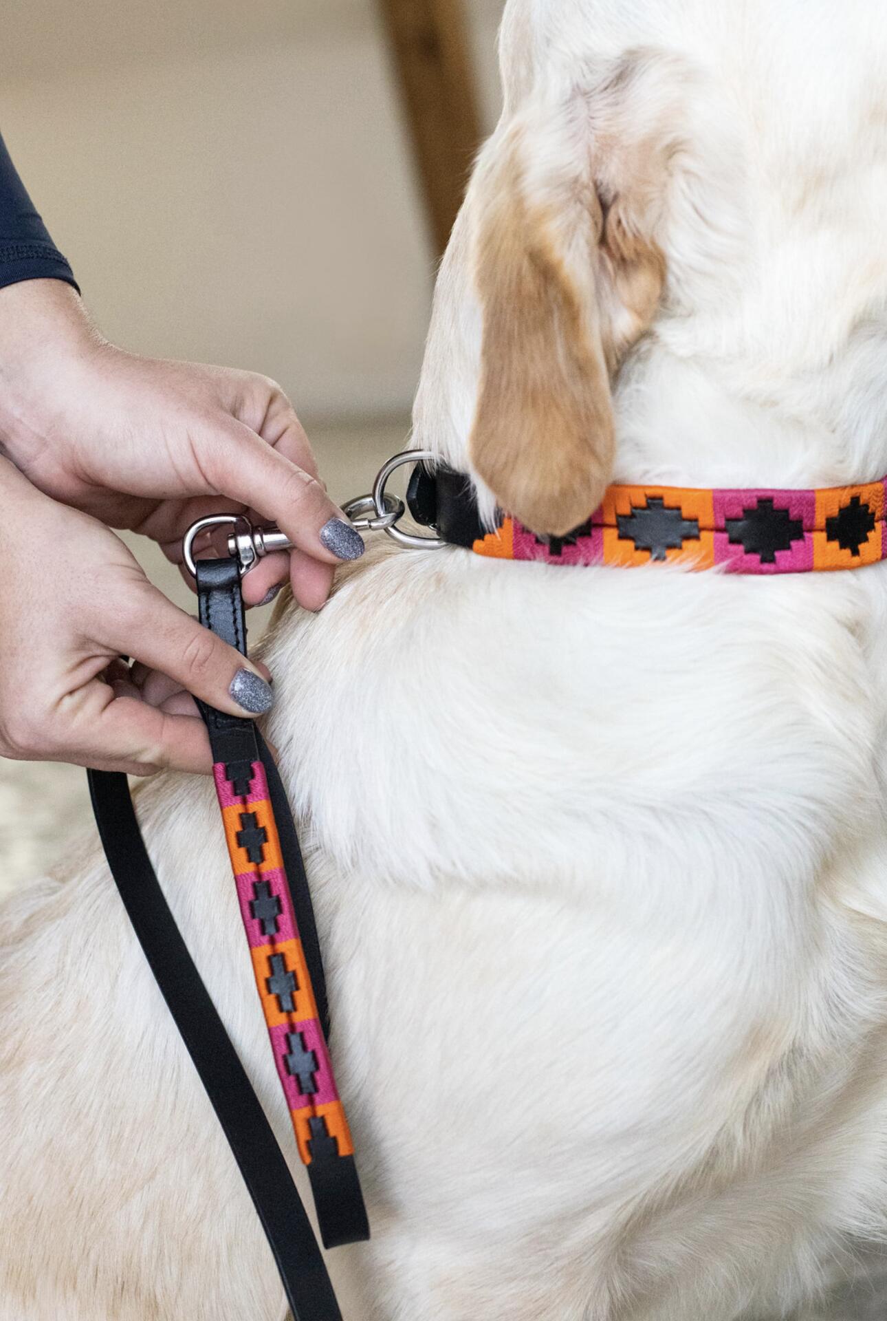 Hfi Polo Dog Collar Blauw - 5/7