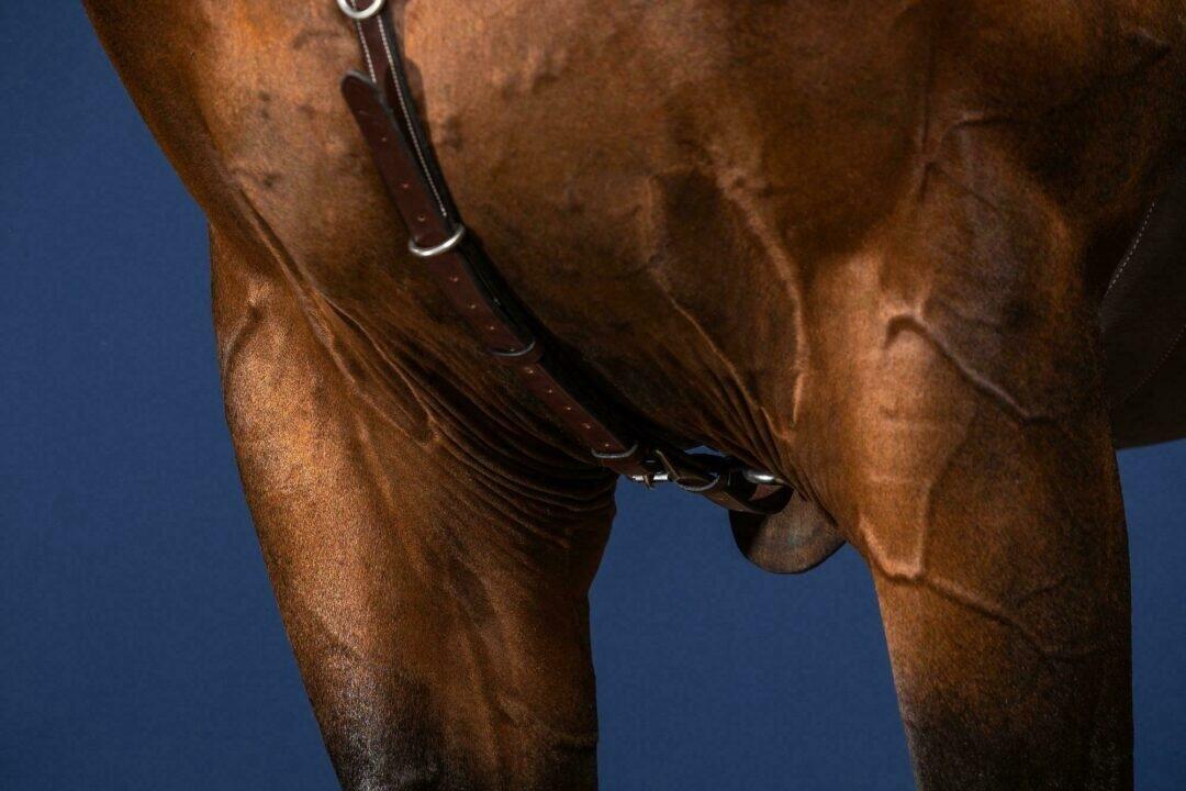 Jagdhalsband für Brückenpferd Dy'on US Collection 5/5