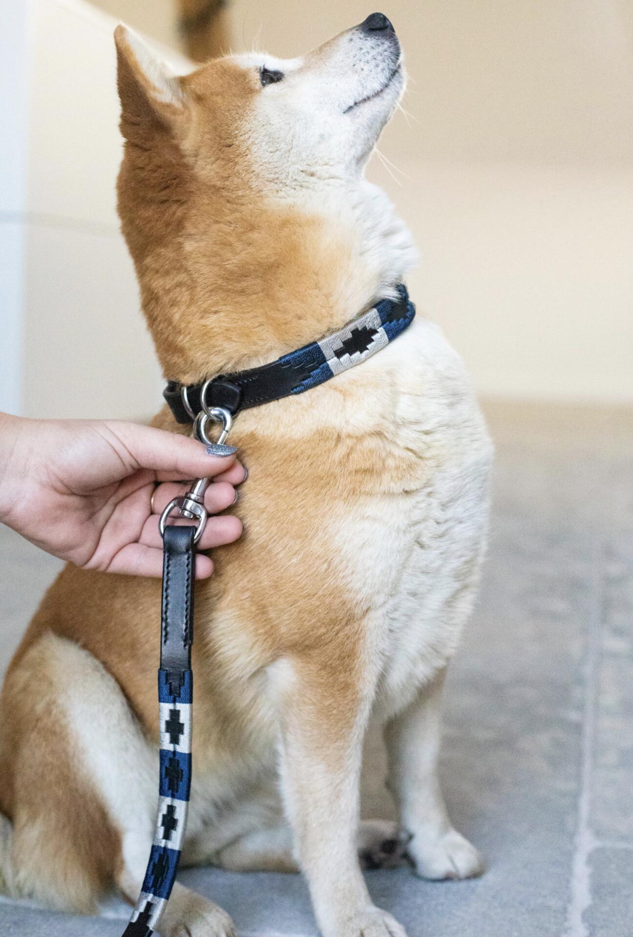 Collar para perro HFI Polo 3/7