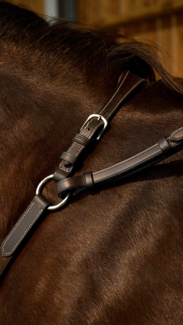 Brug jachthalsband voor paarden Dy'on 2/6