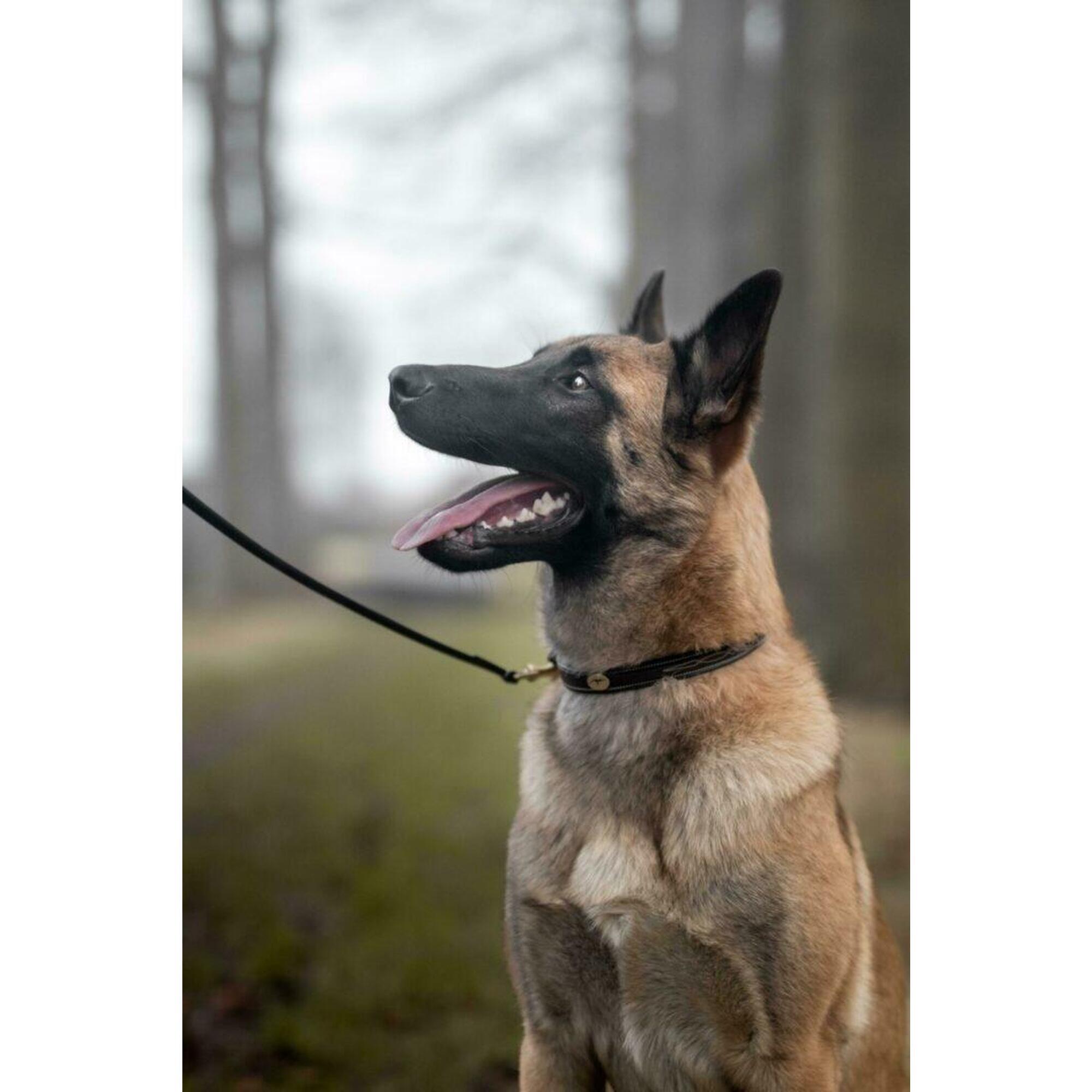 Dy'on Fancy Dog Collar Zwart -