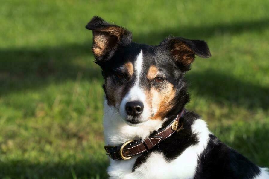 Collare per cani con cuciture decorative Dy'on 5/7