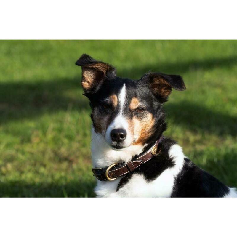 Dy'on Fancy Dog Collar Zwart -