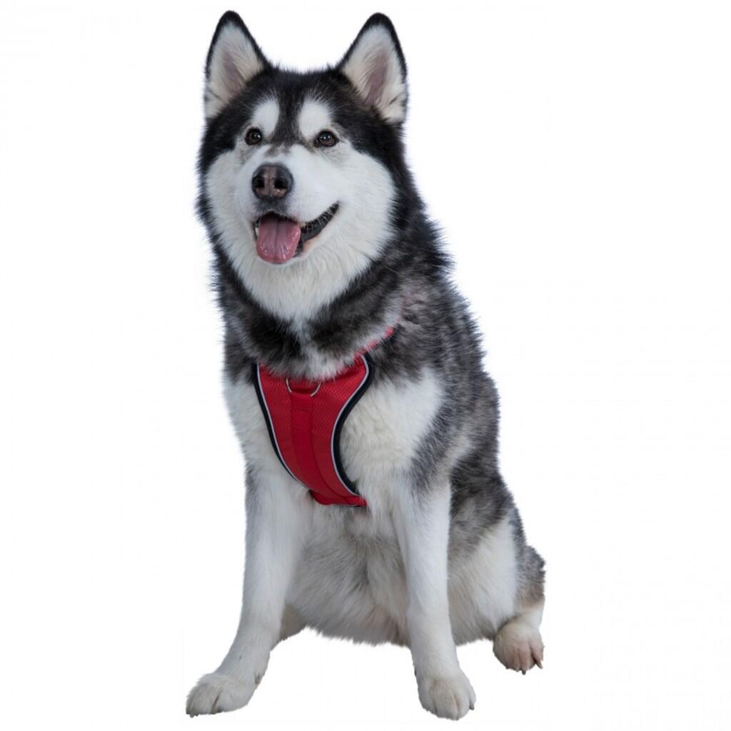 Trespass MINI TANKED - Hundegeschirr 6/7