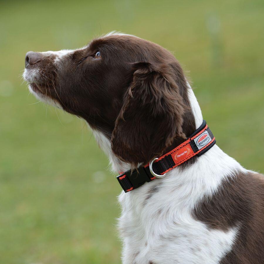 Hundehalsband Weatherbeeta Therapy-Tec 2/2