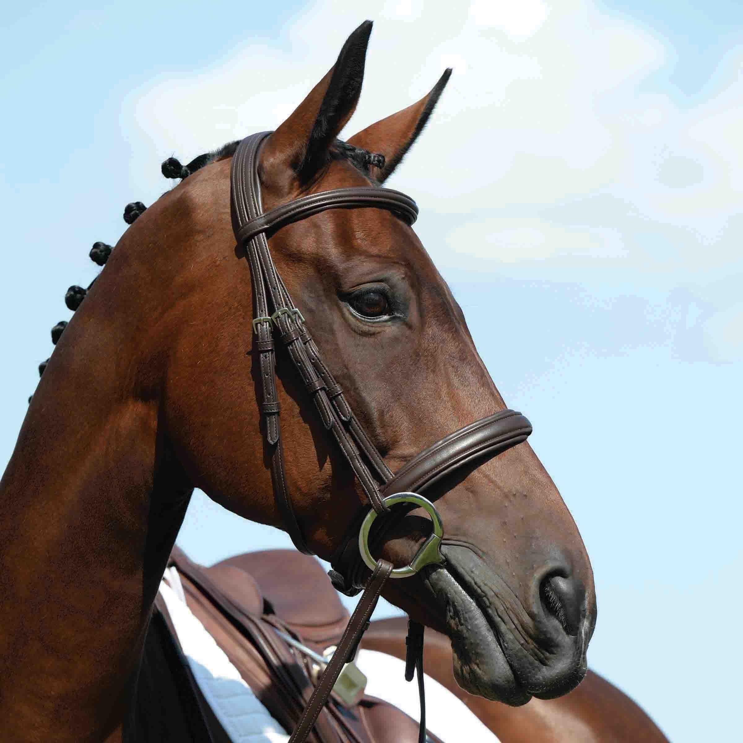WEATHERBEETA Trense Reiten hoch cavesson Weatherbeeta Collegiate Syntovia+