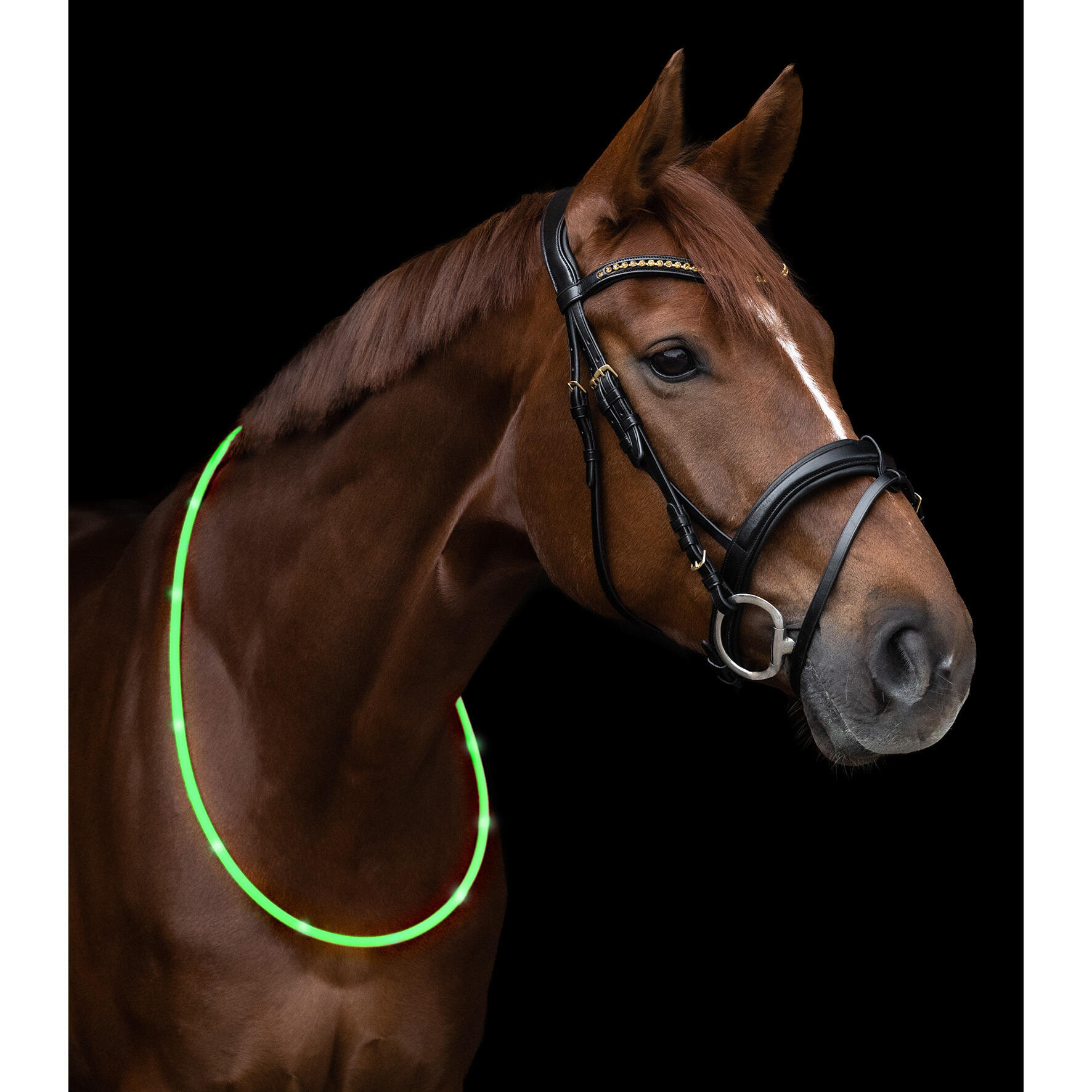 Collier pour cheval LED Waldhausen 2/2