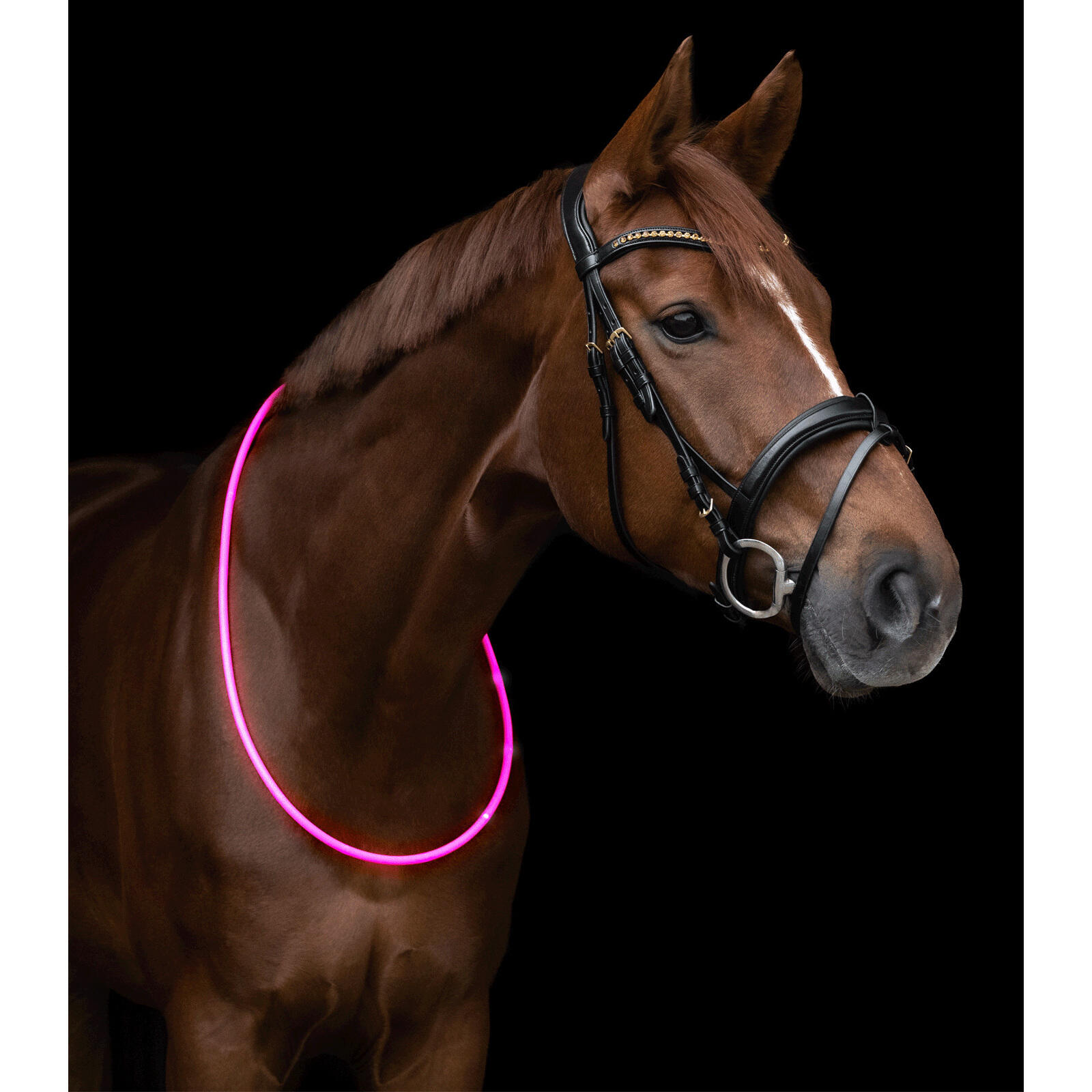 Collier pour cheval LED Waldhausen 2/2