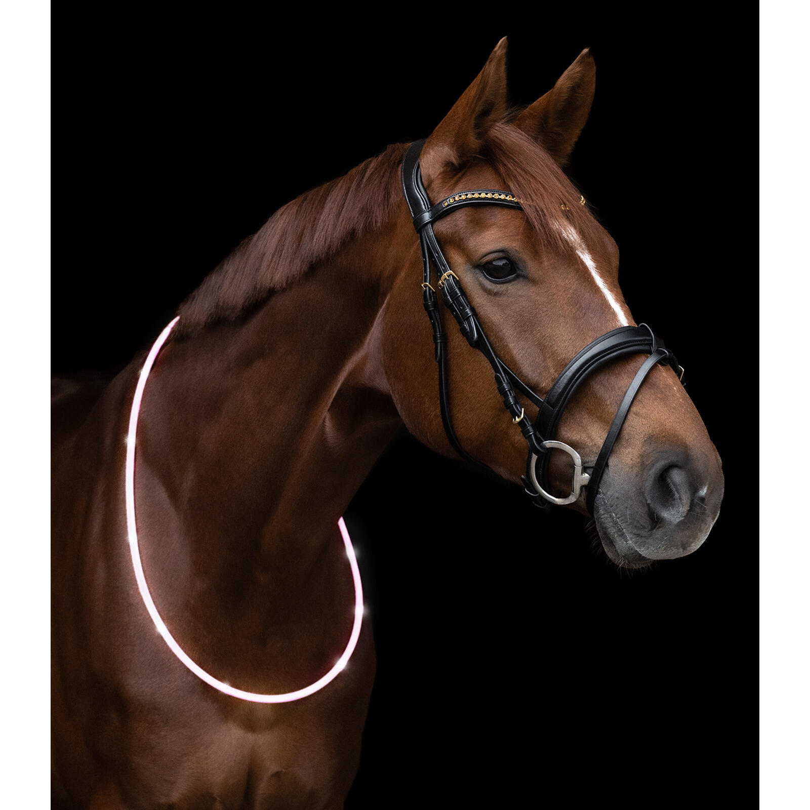 LED halsband voor paard Waldhausen 2/2