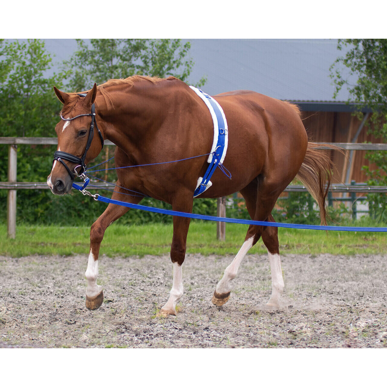 Werkkoord voor paarden QHP 8m 2/2