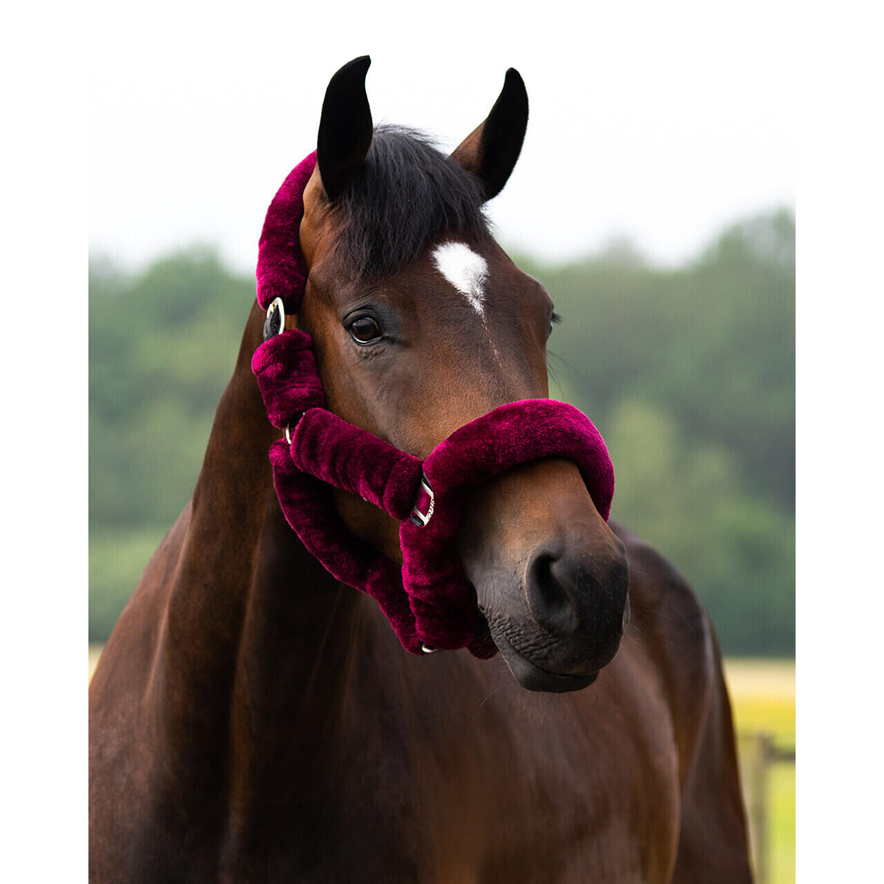 Halster voor paarden QHP Alaska 3/3
