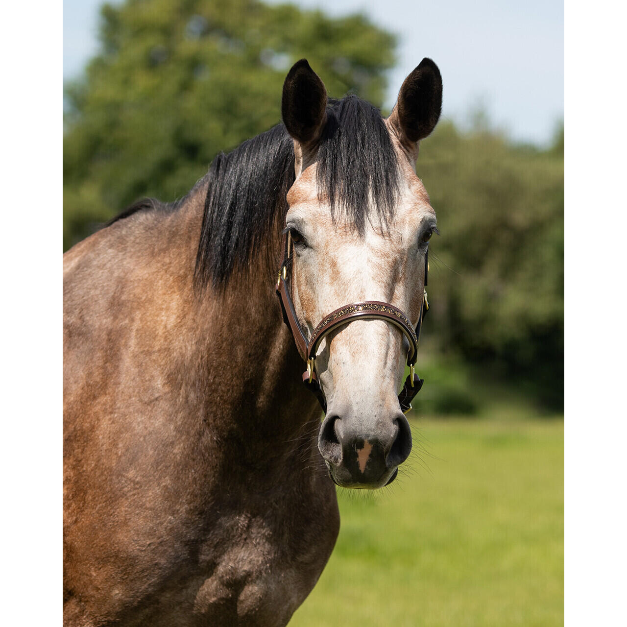 Licol pour cheval QHP Lupine 2/4