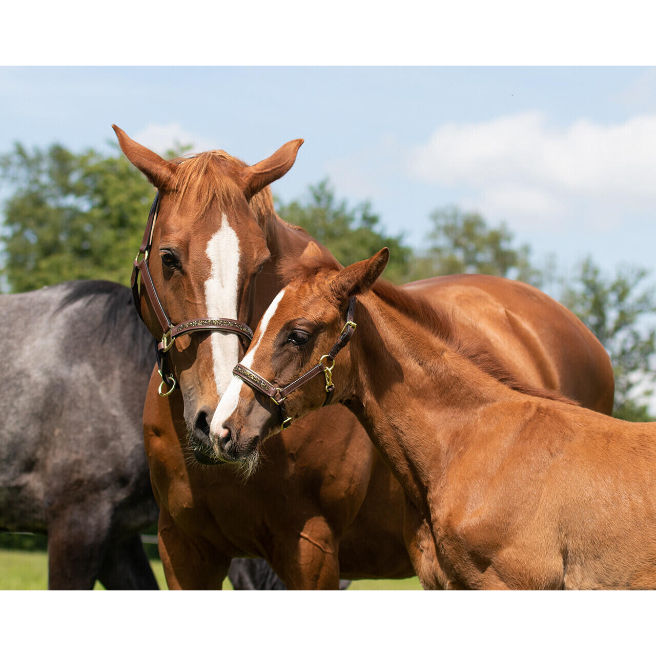 Licol pour cheval QHP Lupine 3/4