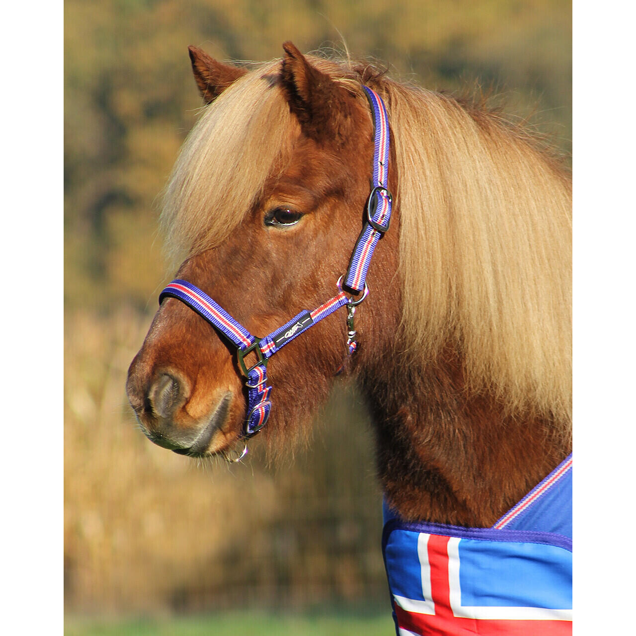 Licol pour cheval QHP Icelandic 2/2