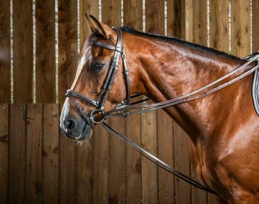 1/2 redini di cuoio per cavalli Dy'on Hunter 6/6