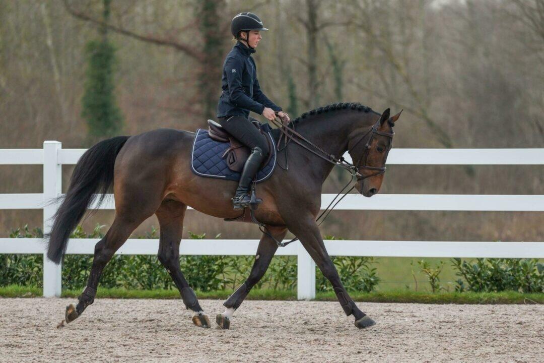 1/2 redini di cuoio per cavalli Dy'on Hunter 5/6