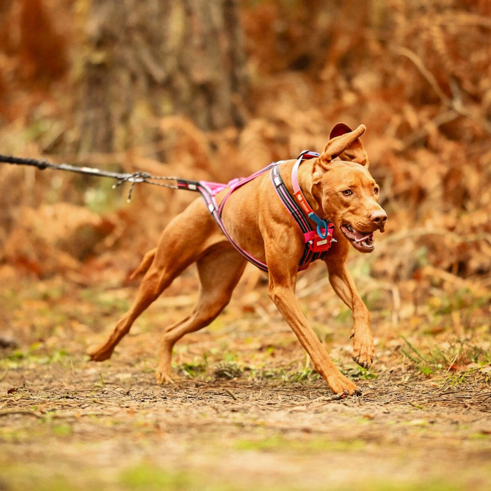 Harnais ONE X-BACK réglable pour courir avec son chien canicross, sport/loisirs 6/7