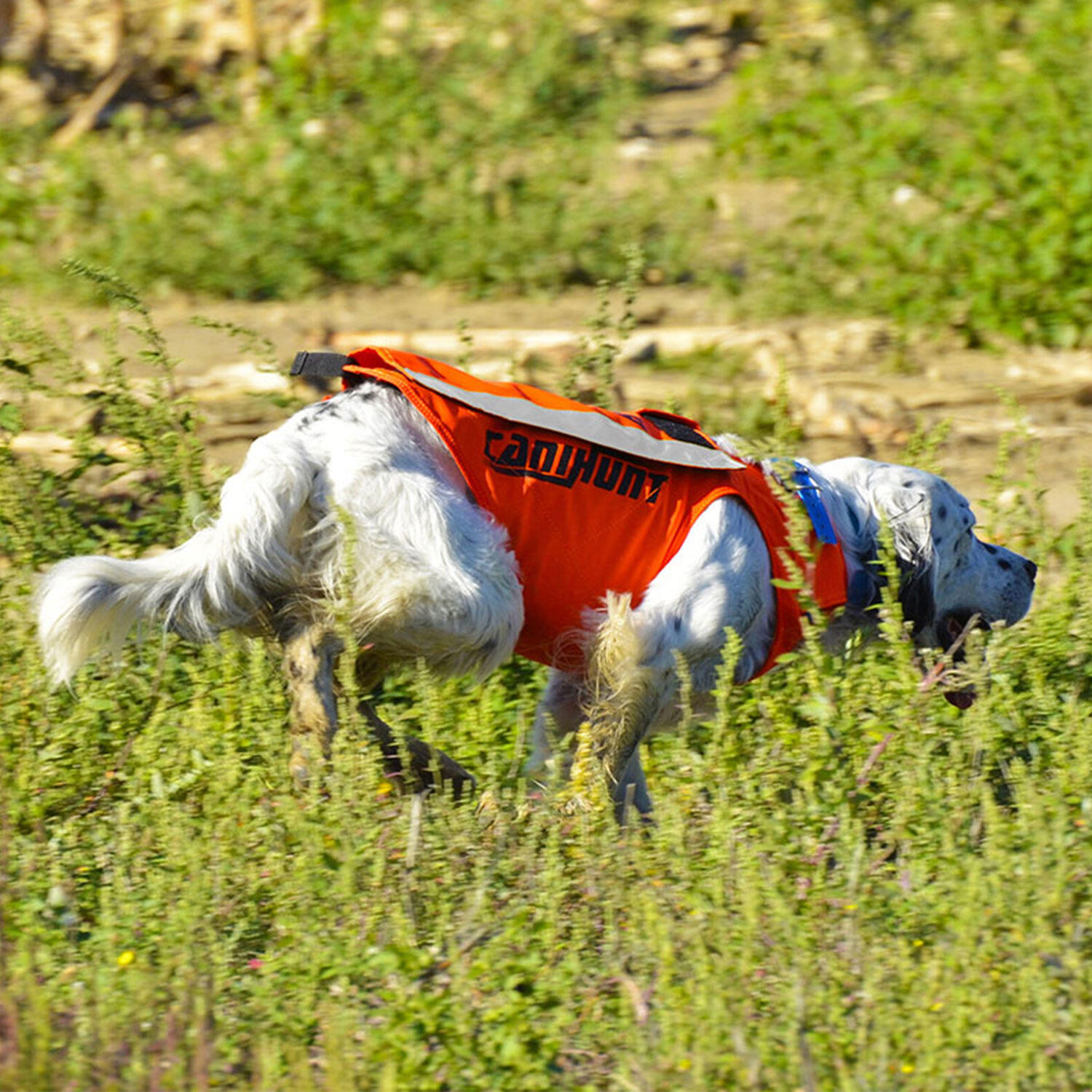 Gilet de signalisation pour chien de chasse FLASH V3 CANIHUNT 5/9