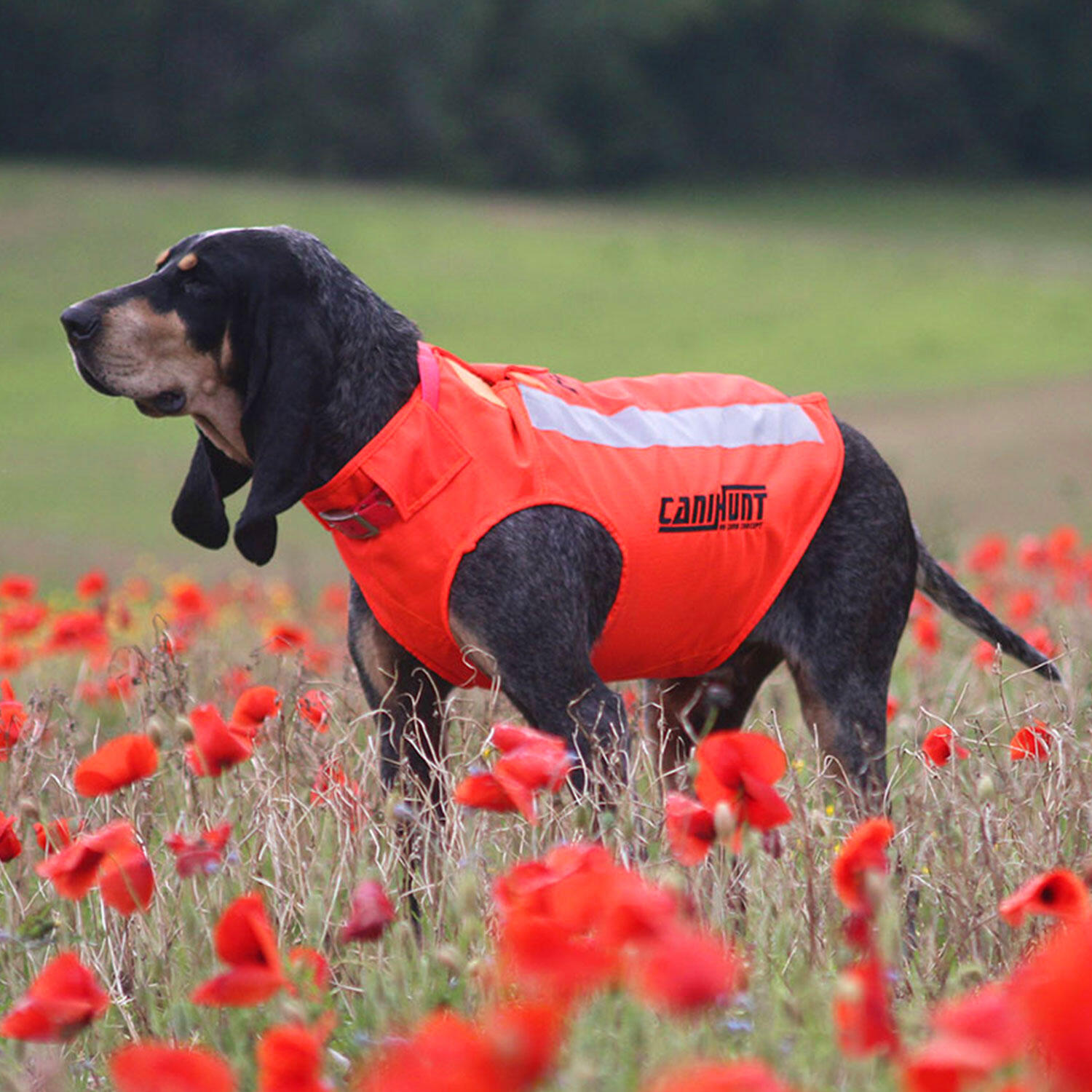 Gilet de signalisation pour chien de chasse FLASH V3 CANIHUNT 3/9