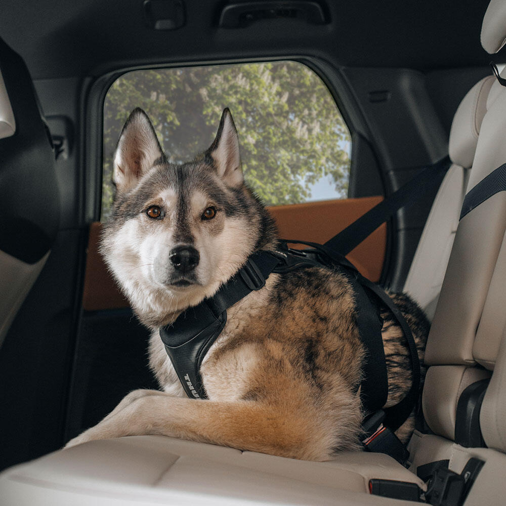 Harnais de voiture pour chien Thule Cappy noir 4/6