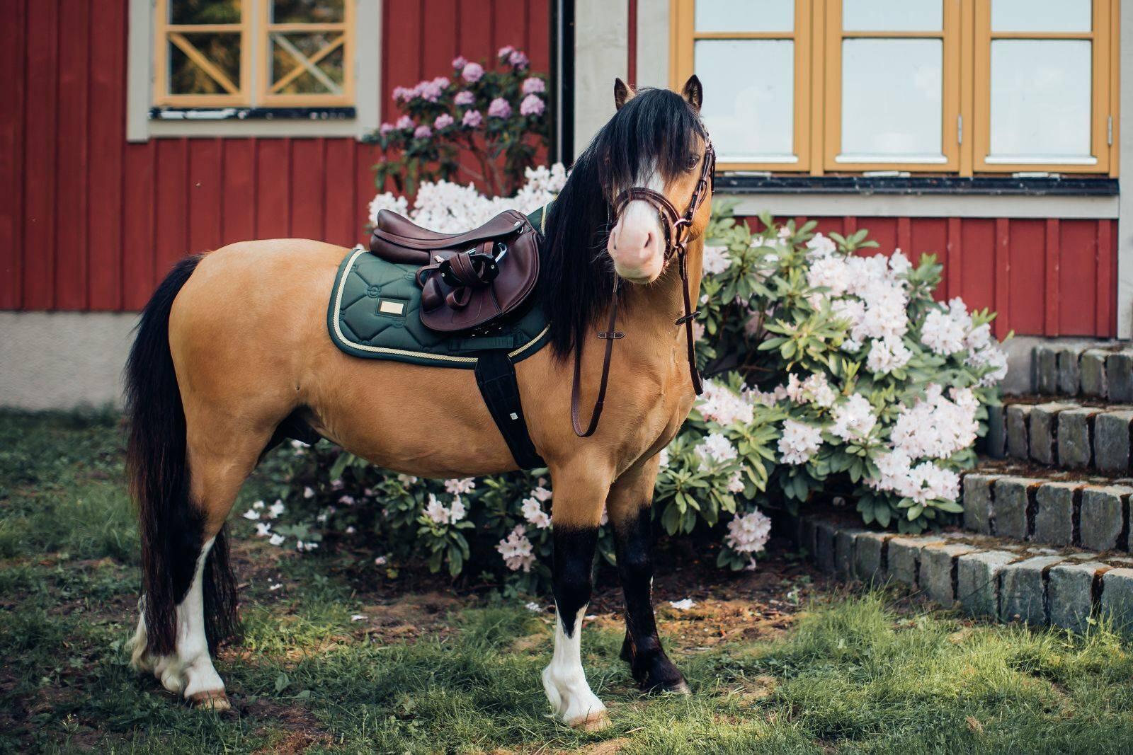 EQUESTRIAN STOCKHOLM picture