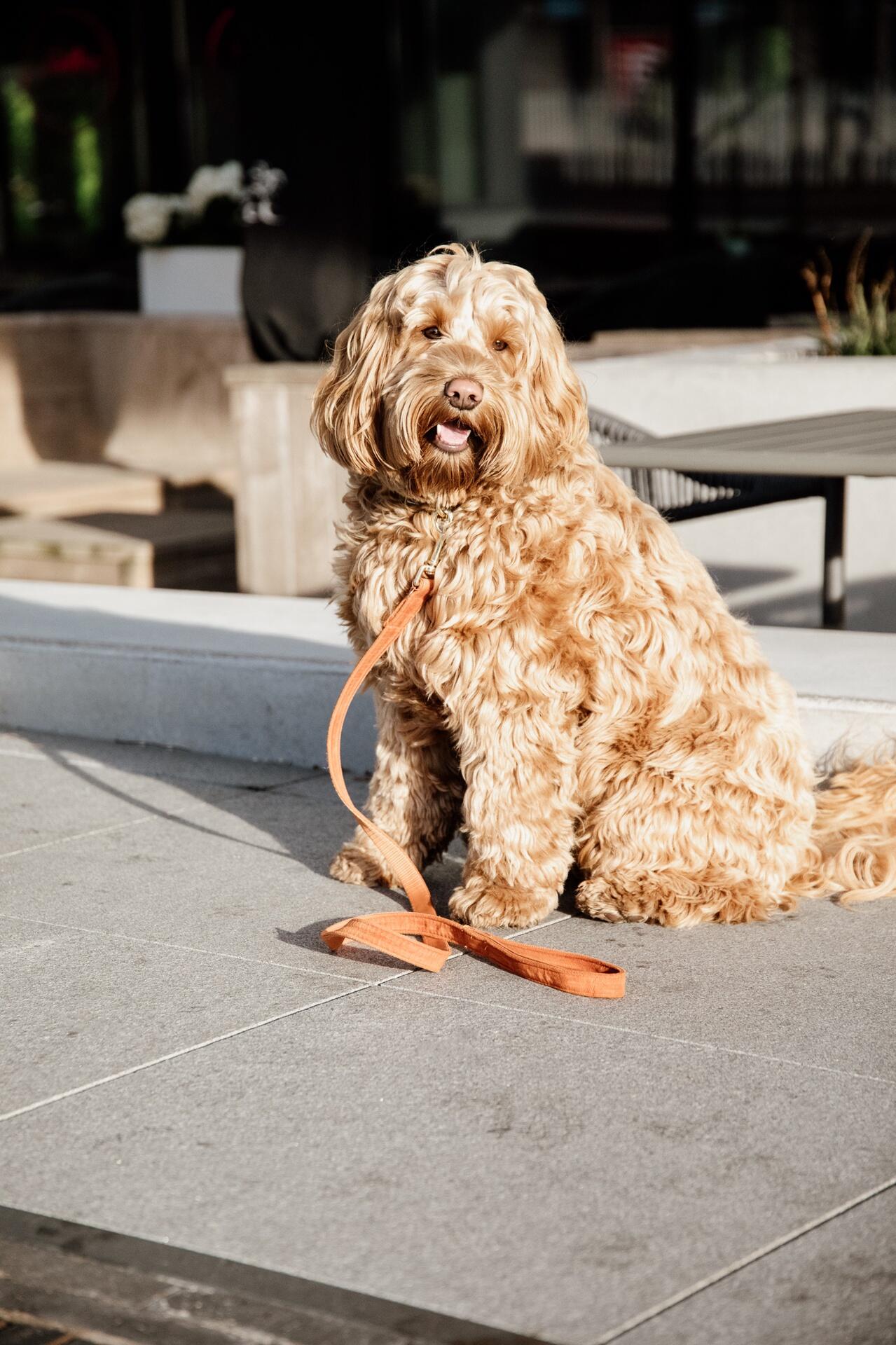 Dog leash Kentucky Velvet 120 cm 7/7
