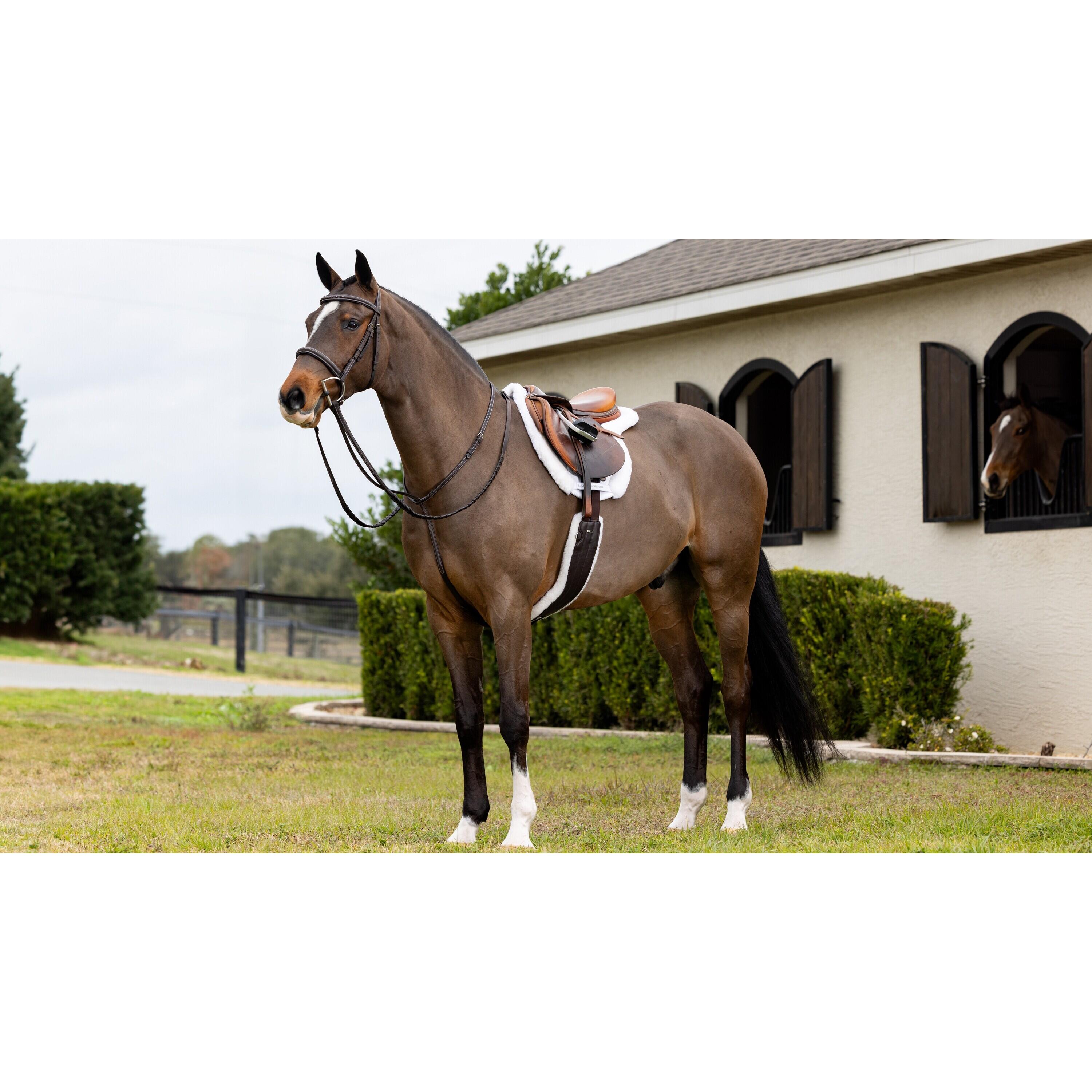 Ammortizzatore per cavalli LeMieux Merino+ Hunter 4/4